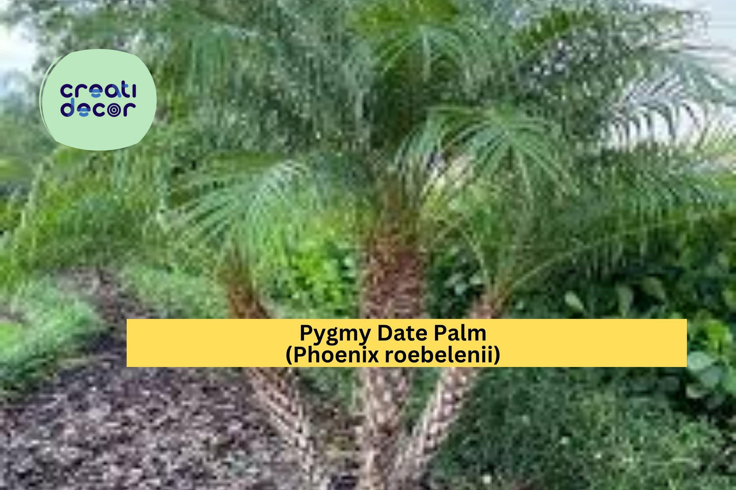 Pygmy Date Palm Seeds (Phoenix roebelenii) – 5 Dwarf Palm Tree Seeds | Tropical Look | Indoor/Outdoor | Container-Friendly