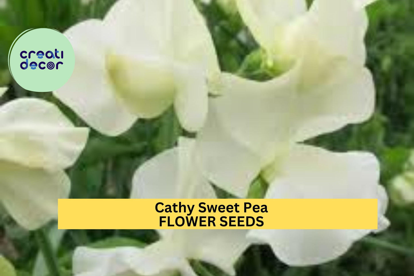 50+ Cathy Sweet Pea Seeds – White Fragrant Blooms for Garden Planting, Elegant Climbing Vines for Trellises, Fences & Bouquets – USA