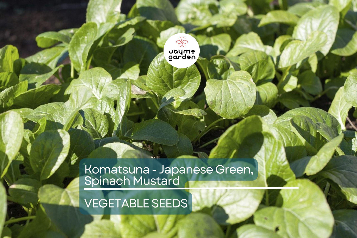 4000 Komatsuna Seeds ā Japanese Green Spinach Mustard, NON-GMO, High in Vitamins A & C | Free Shipping