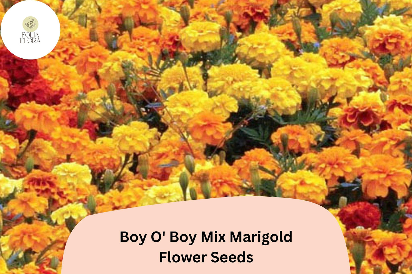 25+ Boy O' Boy Mix Marigold Seeds | Dwarf French Tagetes with Bright Orange, Yellow & Red Blooms for Garden and Pots