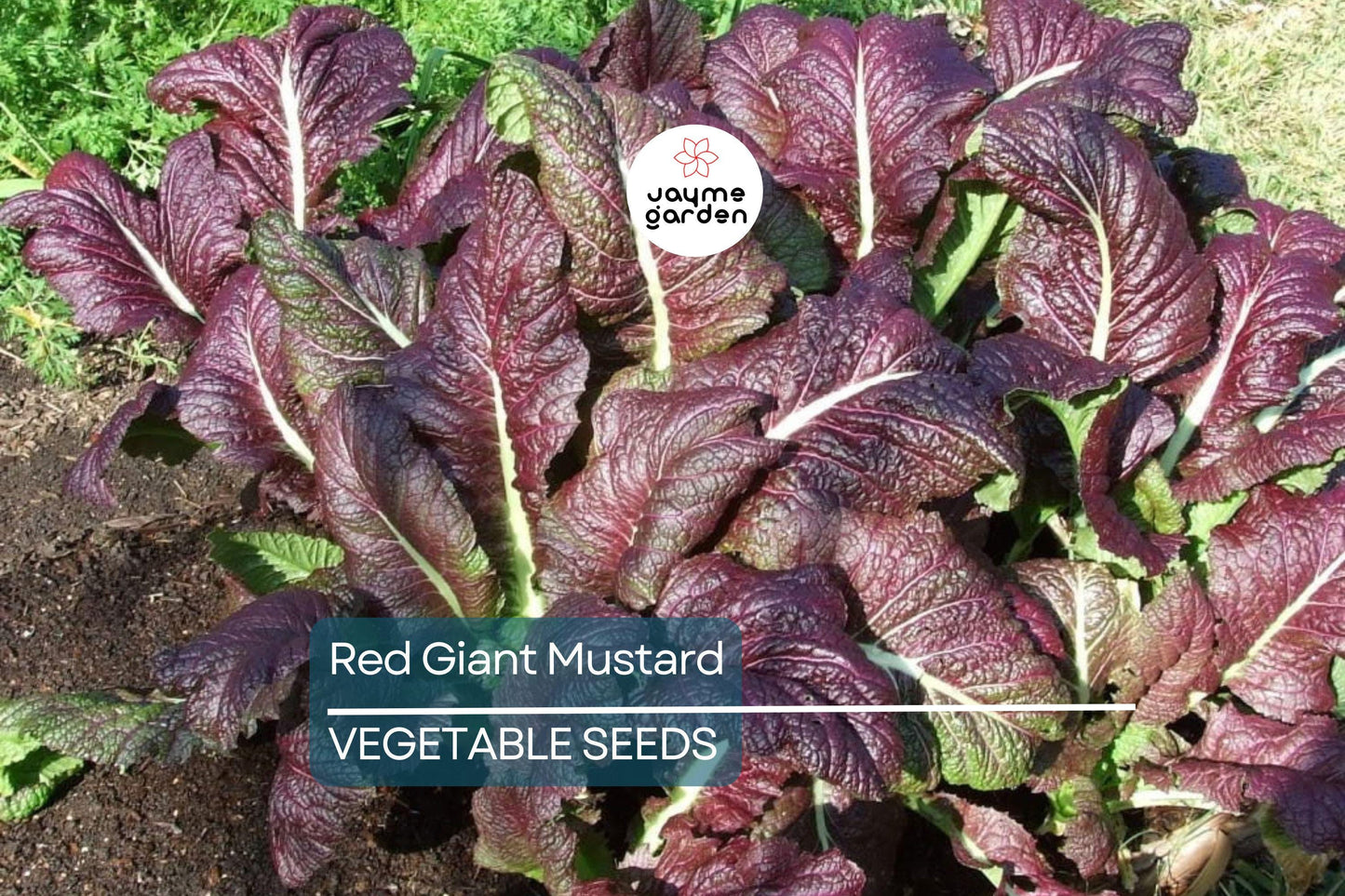 1,500 Red Giant Mustard Seeds ā Non-GMO Heirloom, Brassica juncea, Spicy Greens, Microgreens or Full Grown, Easy to Grow, USA Seller!