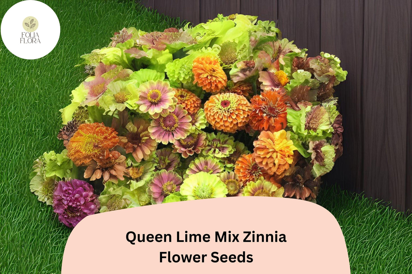 100+ Queen Lime Mix Zinnia Seeds – Unique Red, Peach & Green Blooms for Garden Beds and Cut Flowers