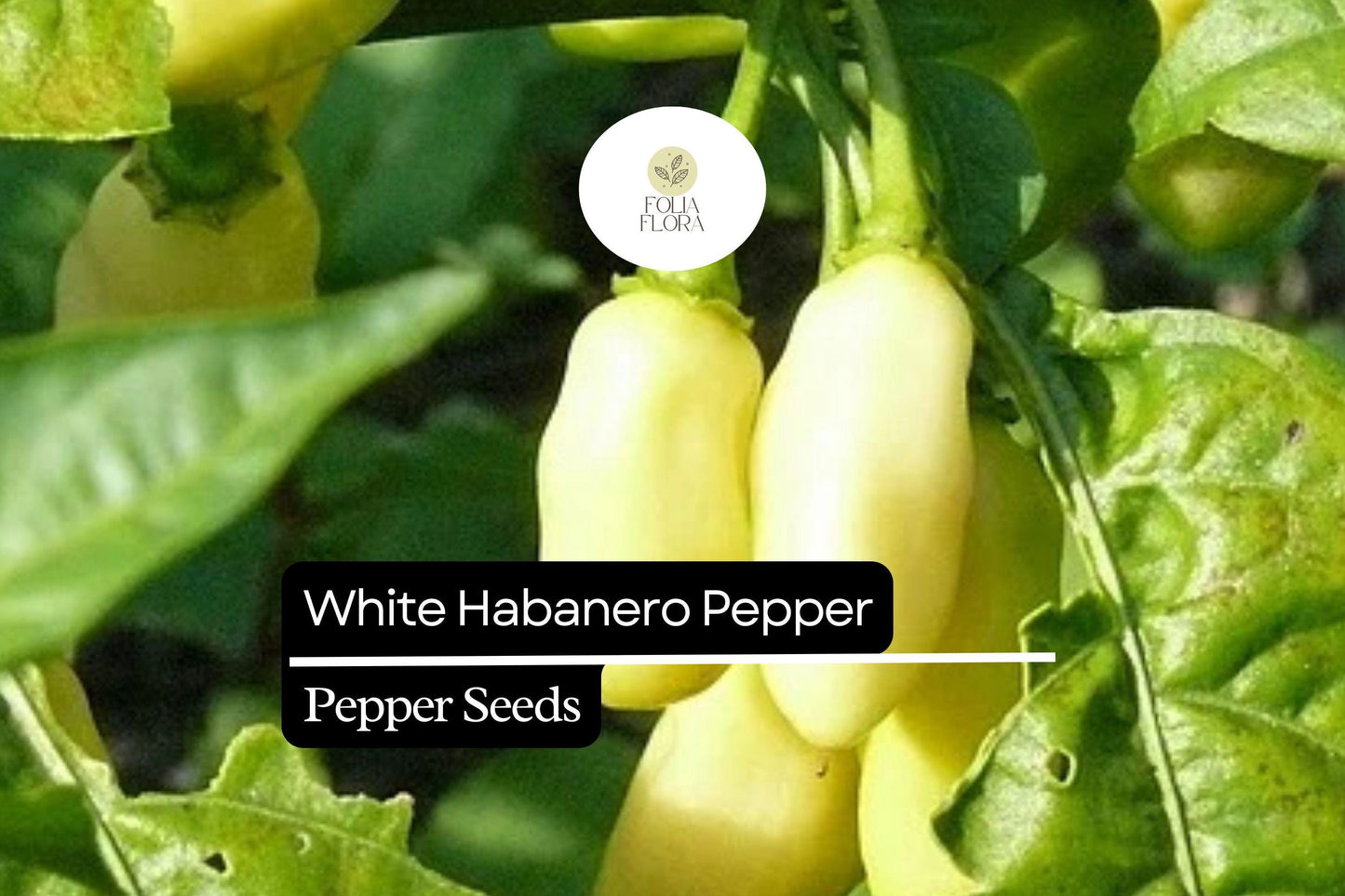 20 Seeds White Habanero Pepper, Rare Heirloom Variety, Extra Spicy & Aromatic
