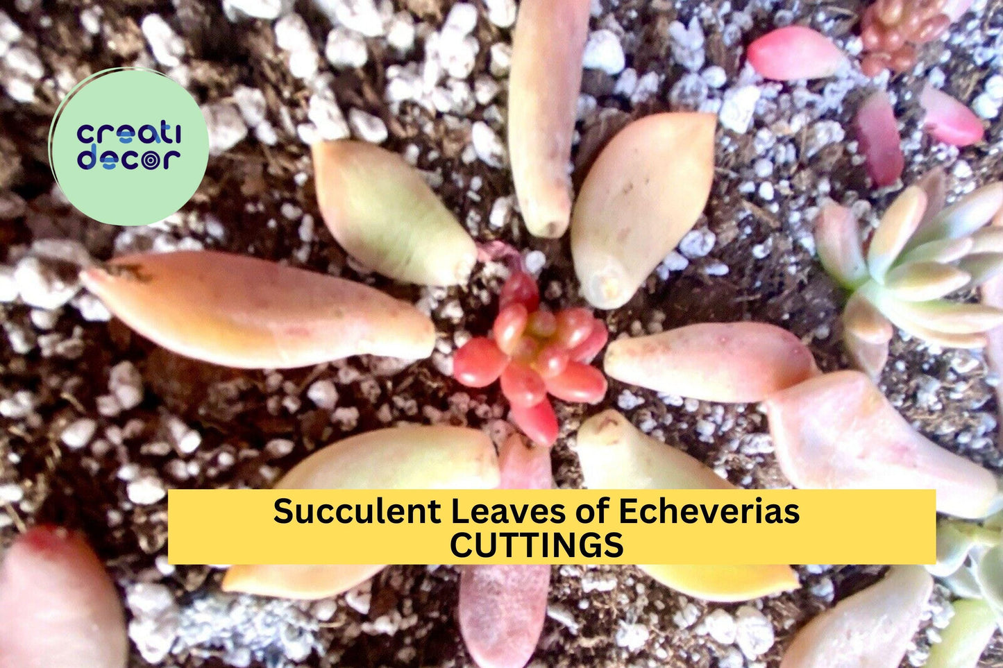 50 Succulent Leaves + 5 Cuttings – Mixed Types Including Echeveria, Sedum & More – Propagation Starter Set – Great Variety – USA