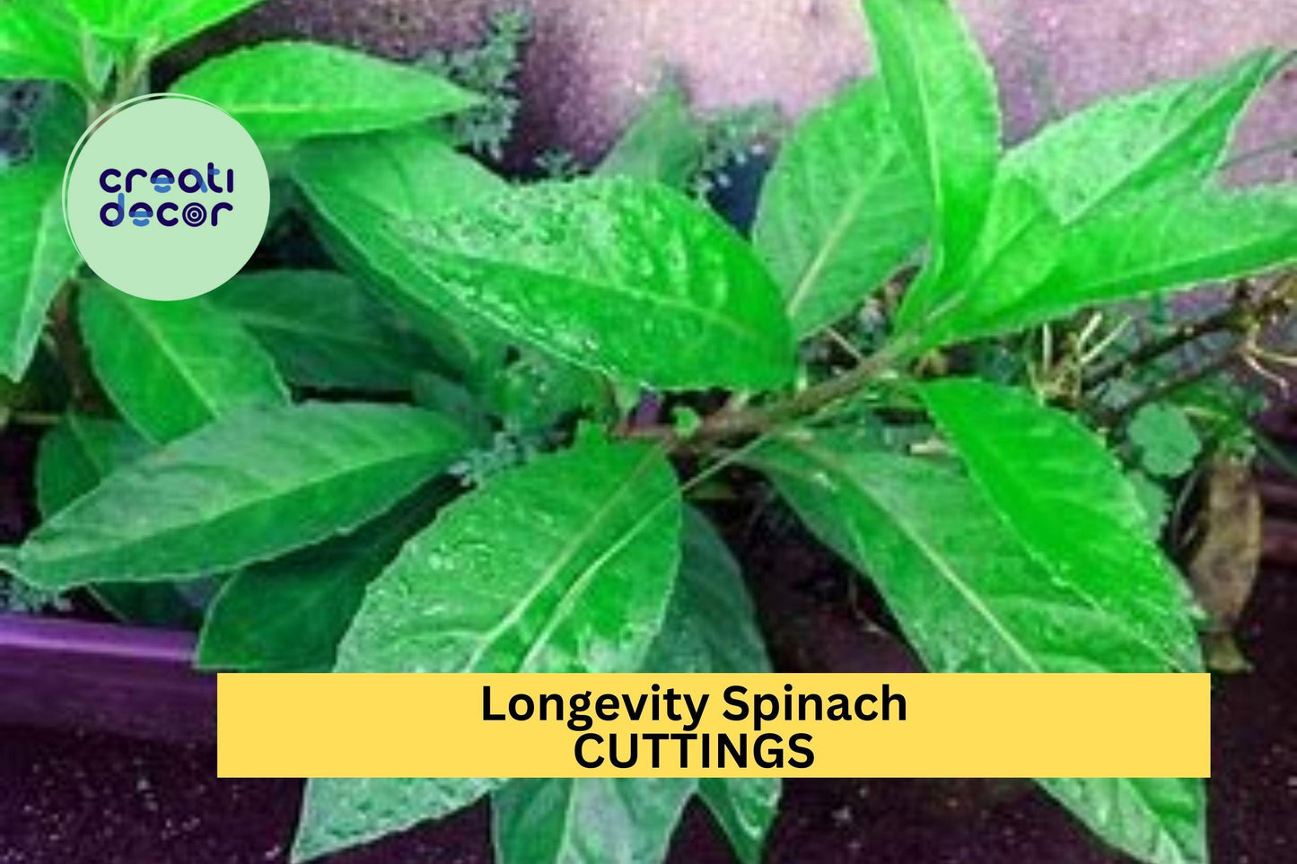 5 Longevity Spinach Cuttings – Gynura procumbens – Fresh Unrooted Stems for Easy Growing in Garden or Pot – Free Shipping – USA