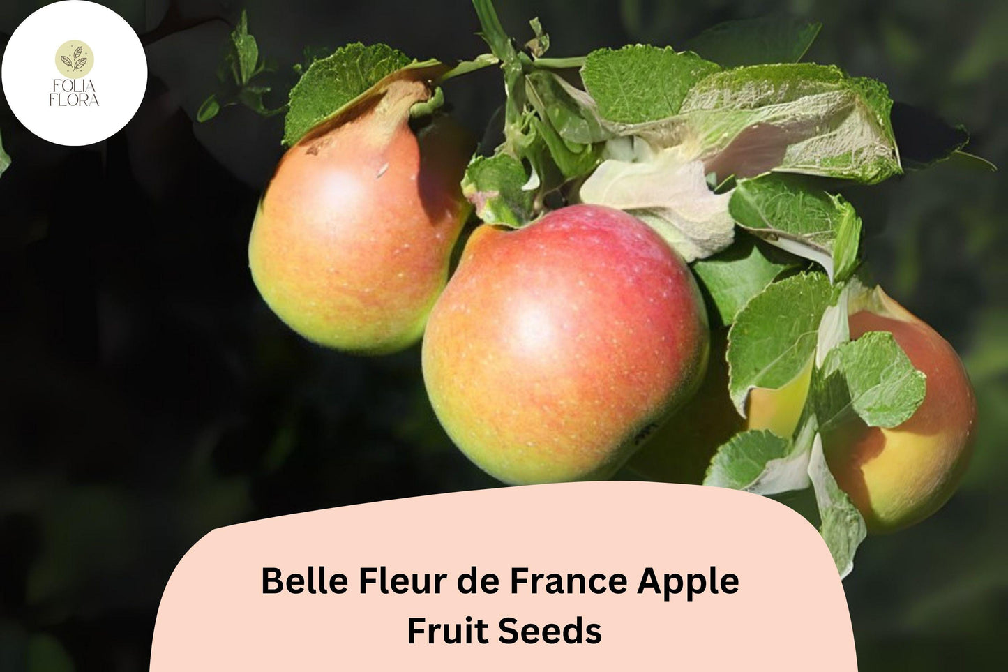 25+ Belle Fleur de France Apple Seeds for Planting | Heirloom French Apple Tree | Sweet Tart Fruit