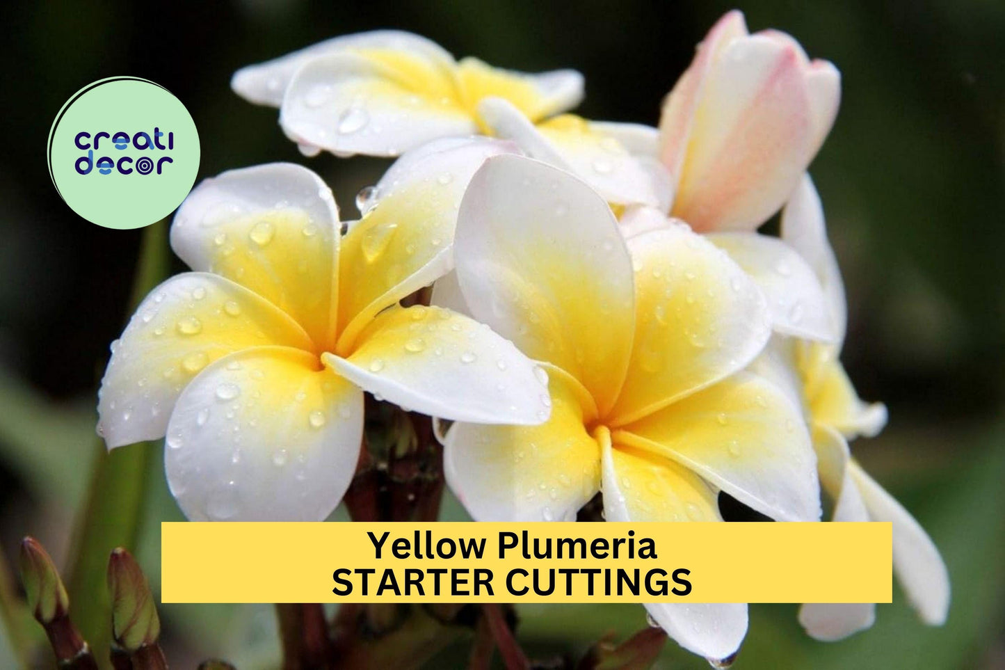 Yellow Plumeria Cutting 10" – Fresh Single Head Unrooted Starter for Garden or Pot, Tropical Fragrant Blooms – USA