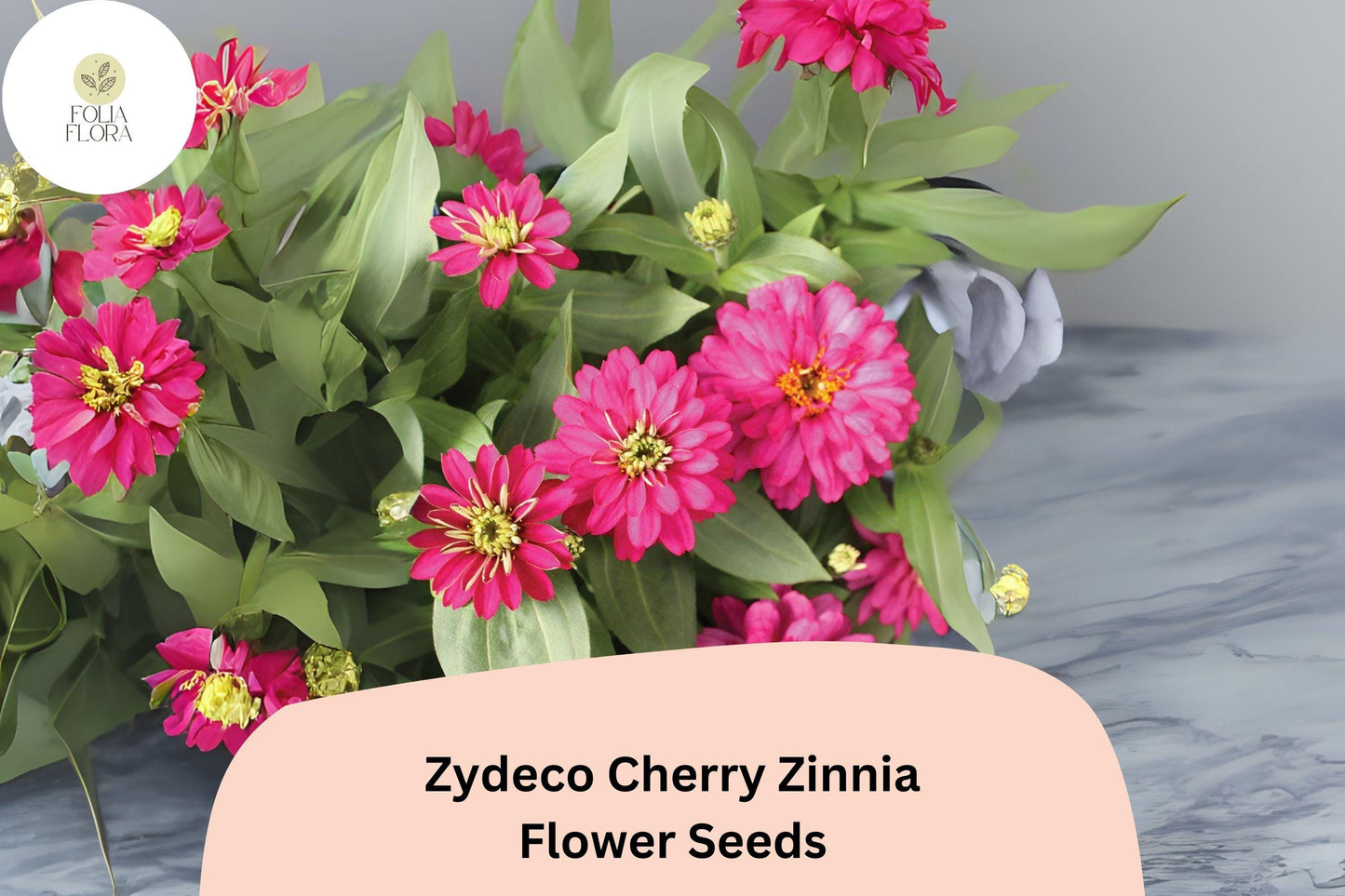 Zydeco Cherry Zinnia Seeds: Red Blooms, Heirloom Non-GMO