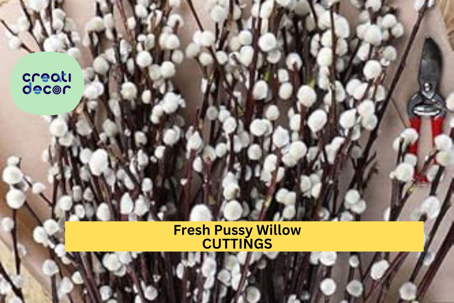 10 Pussy Willow Cuttings | Fresh Unrooted Stems | Easy to Root Shrub | Salix Starter for Garden, Crafts or Floral Displays