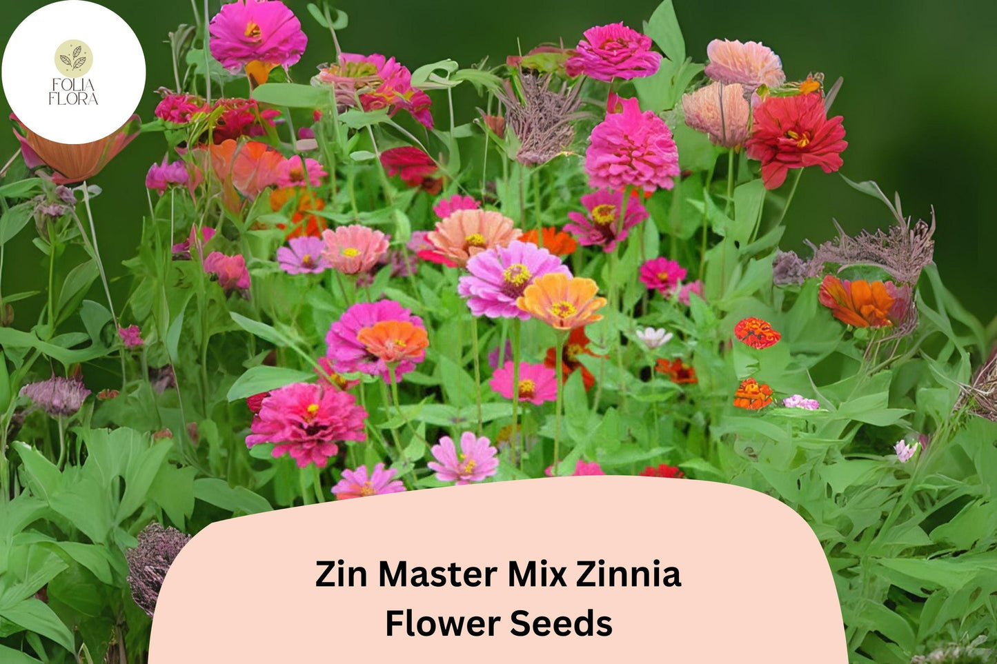 Zin Master Mix Zinnia Seeds: Heirloom Non-GMO Annual Flowers