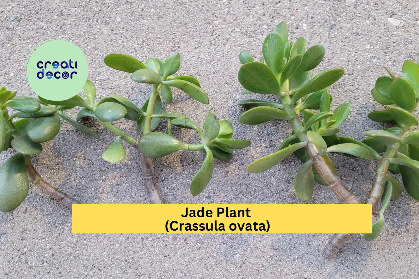 Jade Plant (Crassula ovata) – 4 Fresh Unrooted Cuttings – Easy to Propagate Succulent for Home, Office, or Gifts