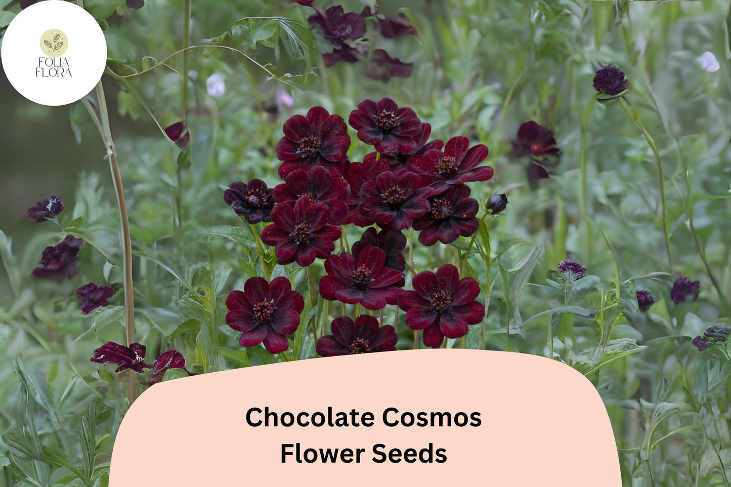 Cosmos atrosanguineus Chocolate Cosmos Seeds – 200+ Velvety Dark Blooms with Sweet Cocoa Scent