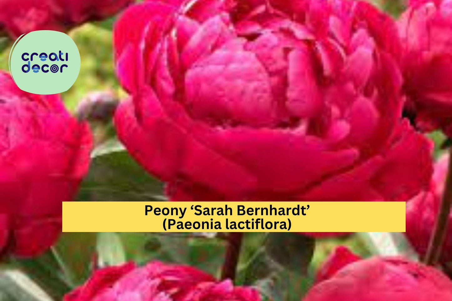 Sarah Bernhardt Peony Bare Root – Paeonia lactiflora – Pink Double Bloom Flowering Plant for Garden Borders or Cut Flower Beds