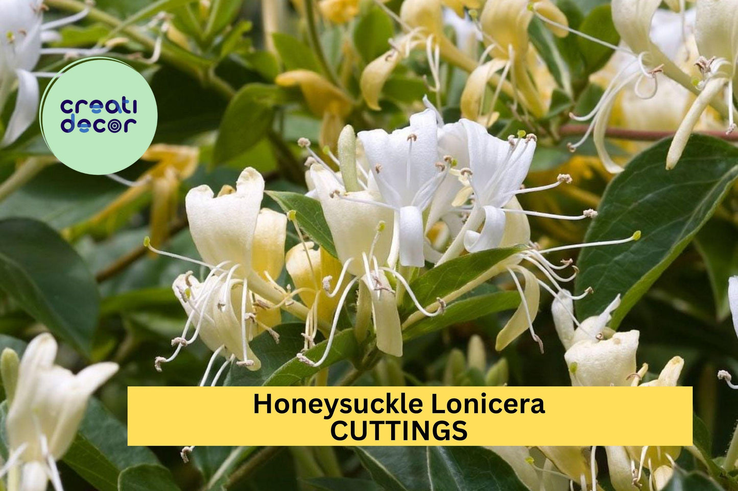 10 Japanese Honeysuckle Cuttings | Lonicera Japonica Vine Starters | Unrooted Fast-Growing Vine for Garden Trellis or Ground Cover