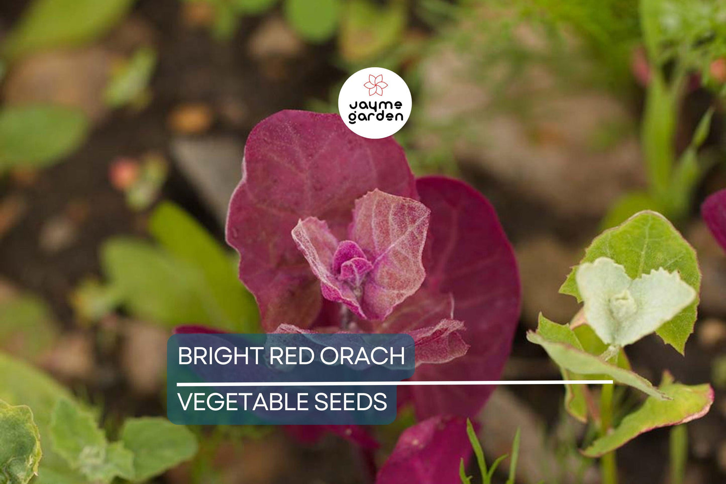300 Bright Red Orach Seeds, French Spinach (Atriplex hortensis) Heirloom, 1' Tall, Free Shipping