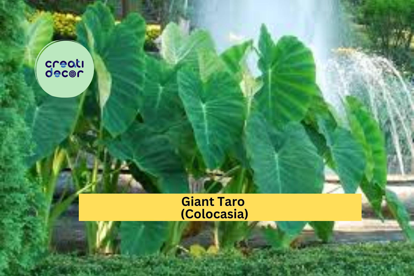 Giant Taro Colocasia Elephant Ear | 20 Bare Root Plants | Tropical Perennial Foliage for Landscaping and Water Gardens