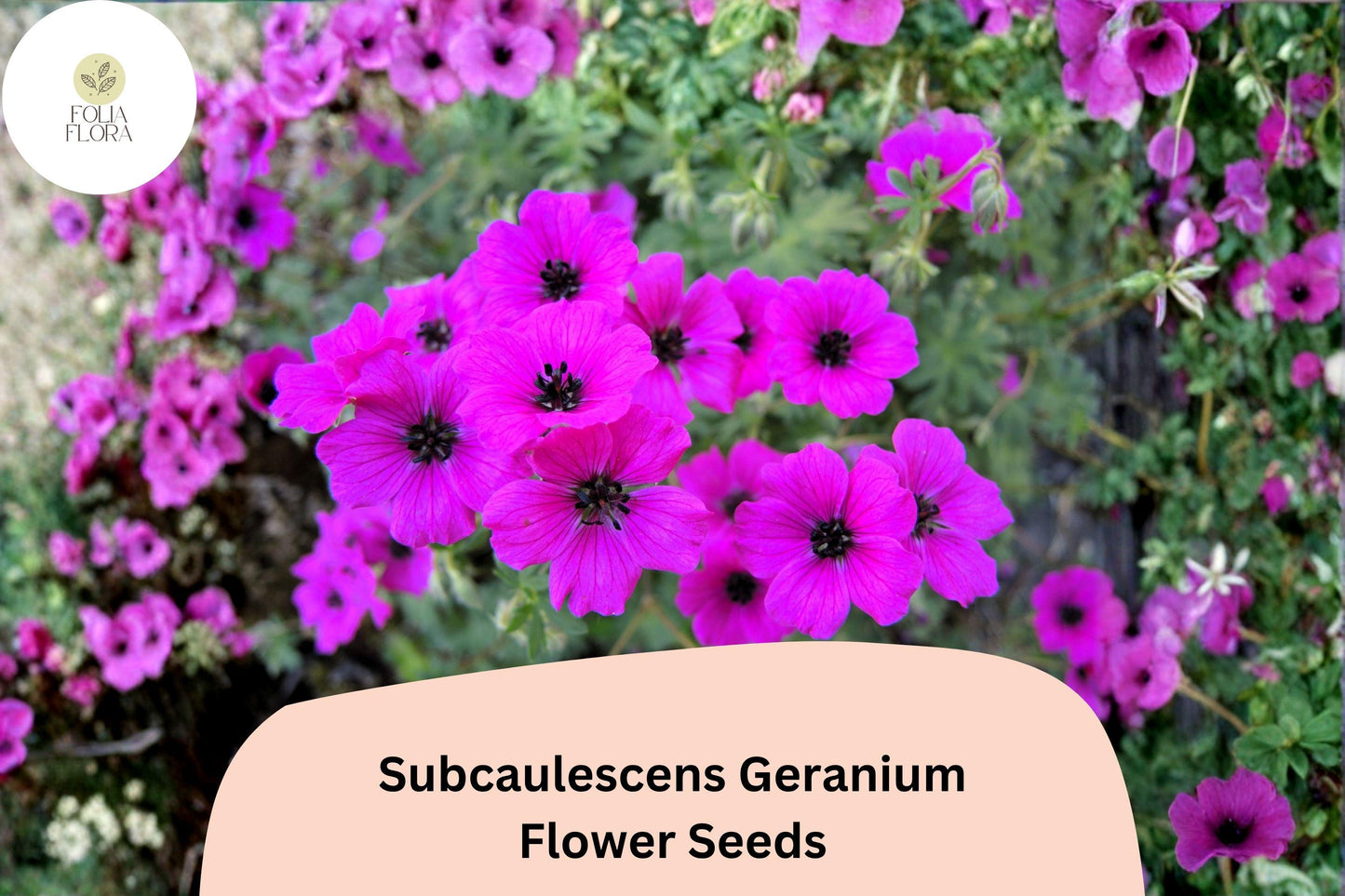25+ Subcaulescens Geranium Seeds | Hardy Rock Garden Cranesbill | Purple Blooms for Borders & Ground Cover