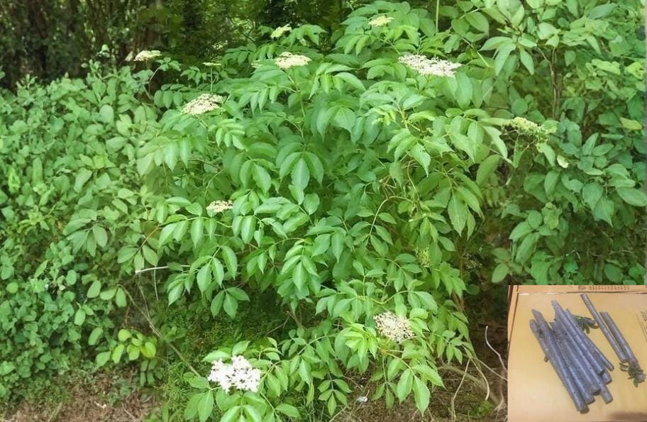 American Elderberry 10 Cuttings (Sambucus canadensis) Native White Flowering Shrub