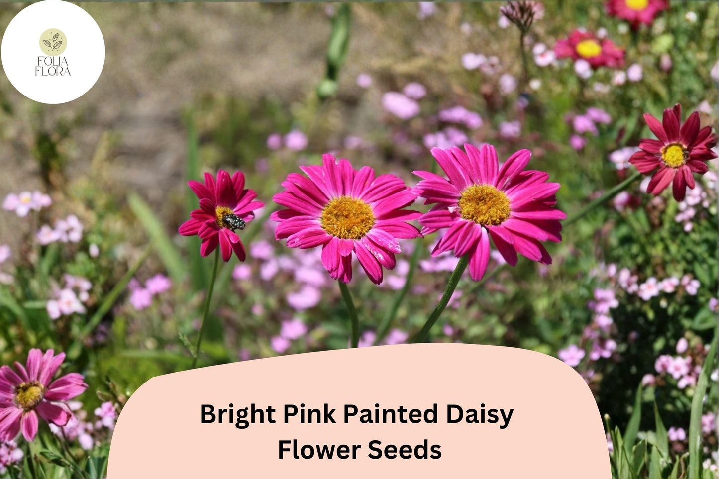 200+ Bright Pink Painted Daisy Seeds | Tanacetum coccineum | Hardy Perennial Flowers for Borders & Pollinator Gardens