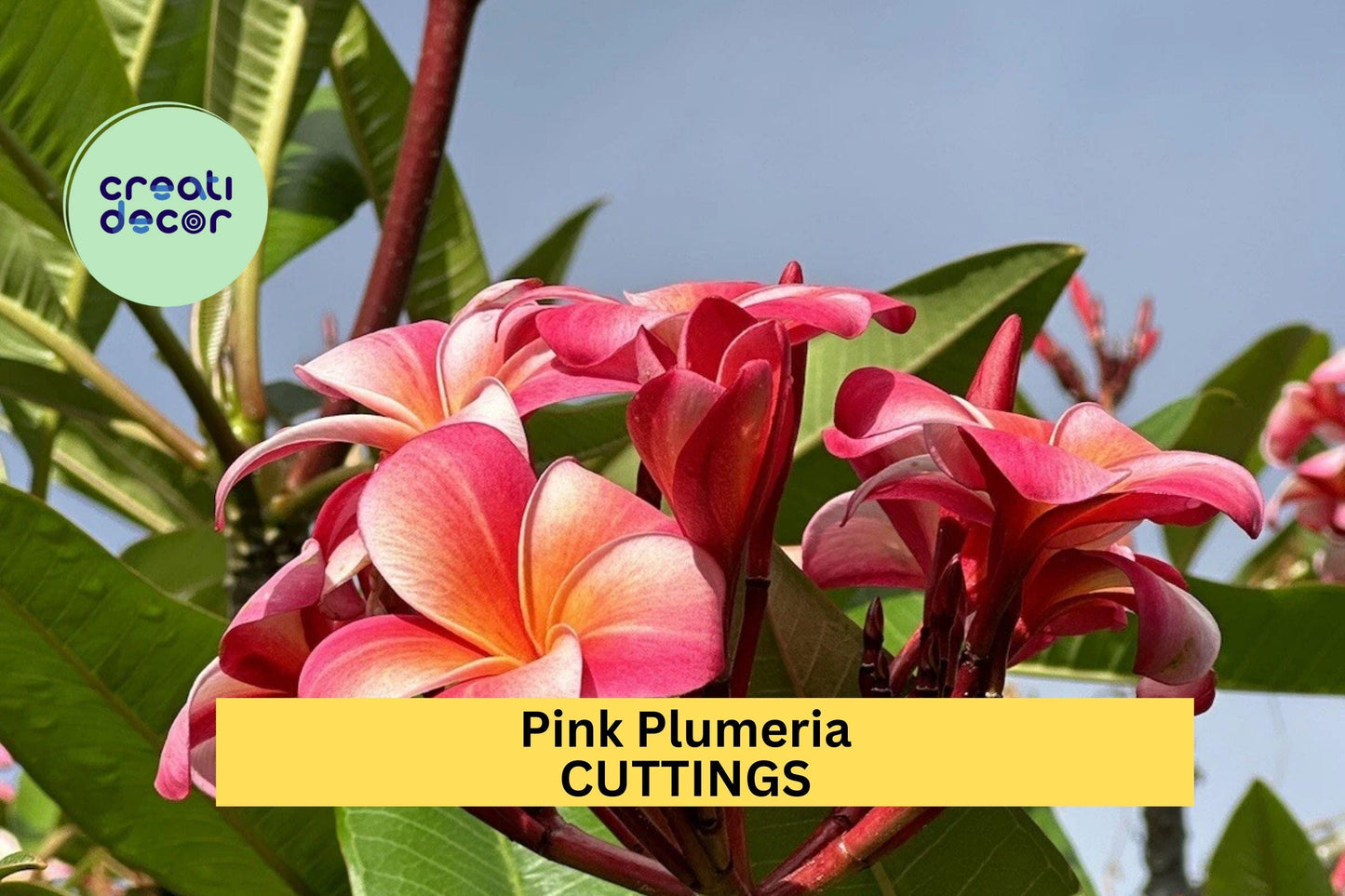 Pink Plumeria Cutting 10" – Fresh Single Head Unrooted Starter for Garden or Pot, Tropical Flower Tree with Fragrant Blooms – USA