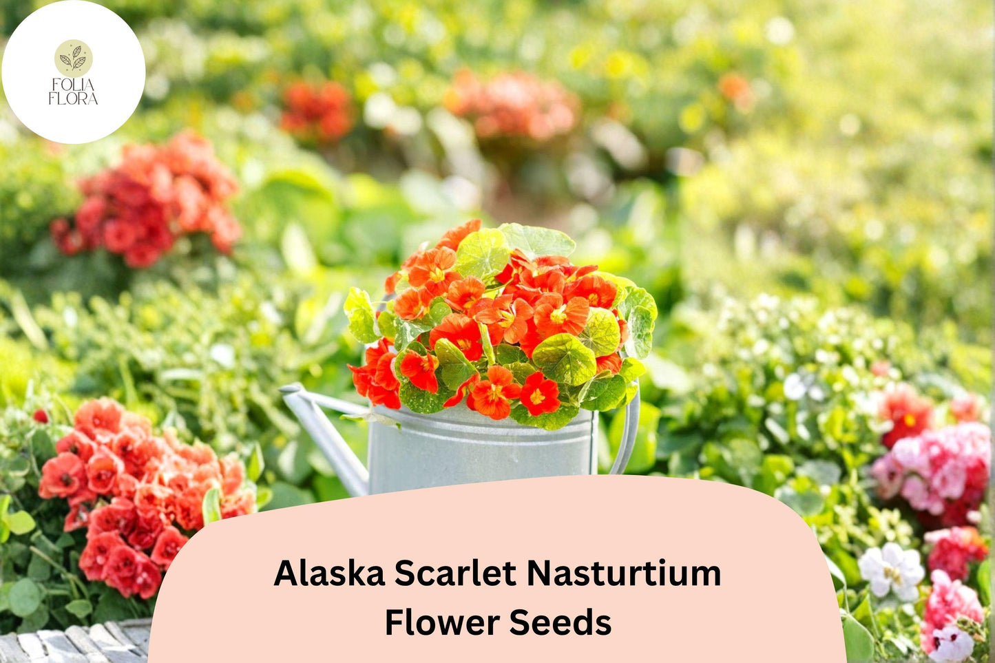 50+ Alaska Scarlet Nasturtium Seeds | Tropaeolum majus | Scarlet Red Flowers & Variegated Foliage
