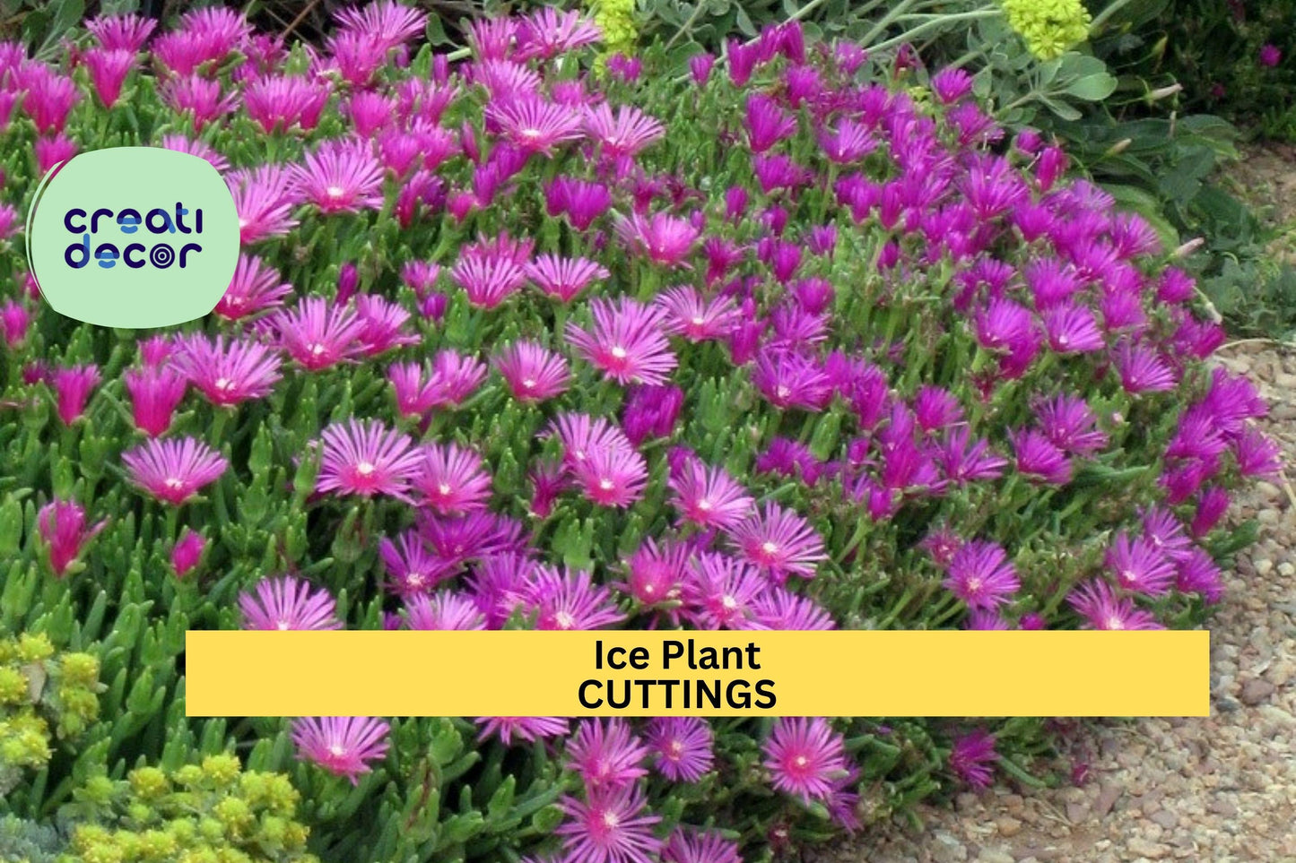 5 Magenta Ice Plant Cuttings | Delosperma Cooperi | Hardy Ground Cover | Drought Tolerant | Bright Blooming Succulent