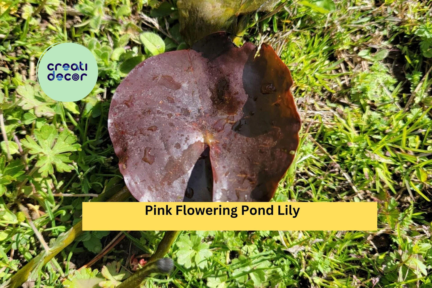 Pink Flowering Pond Lily Root Ball | Hardy Nymphaea Water Lily Starter | Live Aquatic Plant for Ponds and Water Gardens