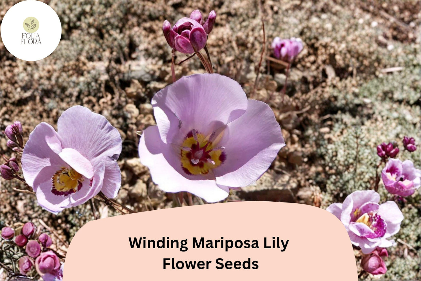 30 Calochortus flexuosus Seeds | Winding Mariposa Lily | Native Pink Wildflower for Rock & Desert Gardens
