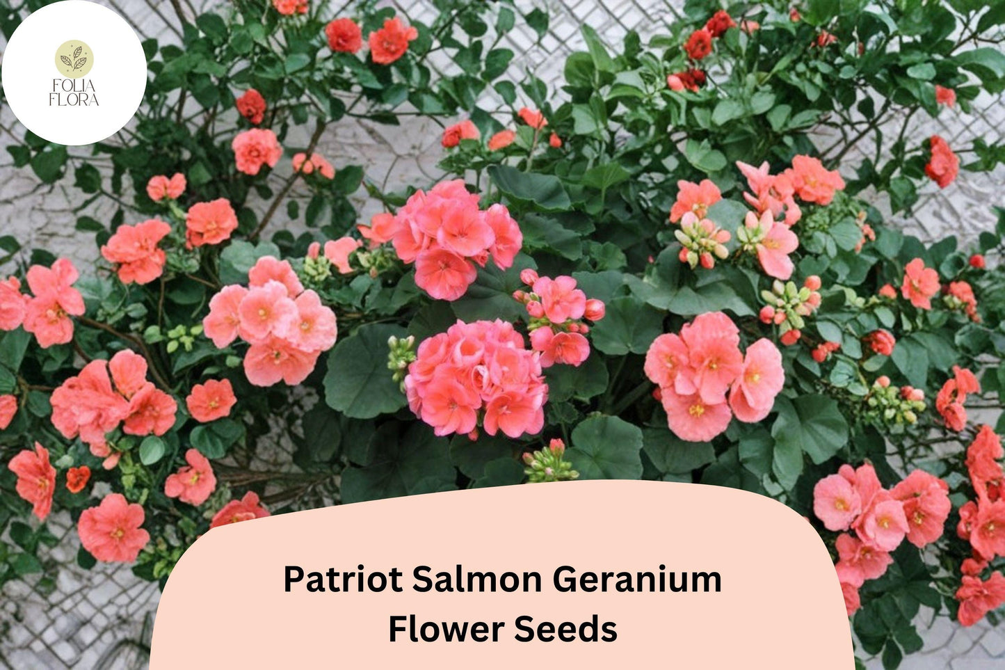 25+ Patriot Salmon Geranium Seeds | Hardy Perennial | Salmon-Pink Blooms for Garden Beds & Containers