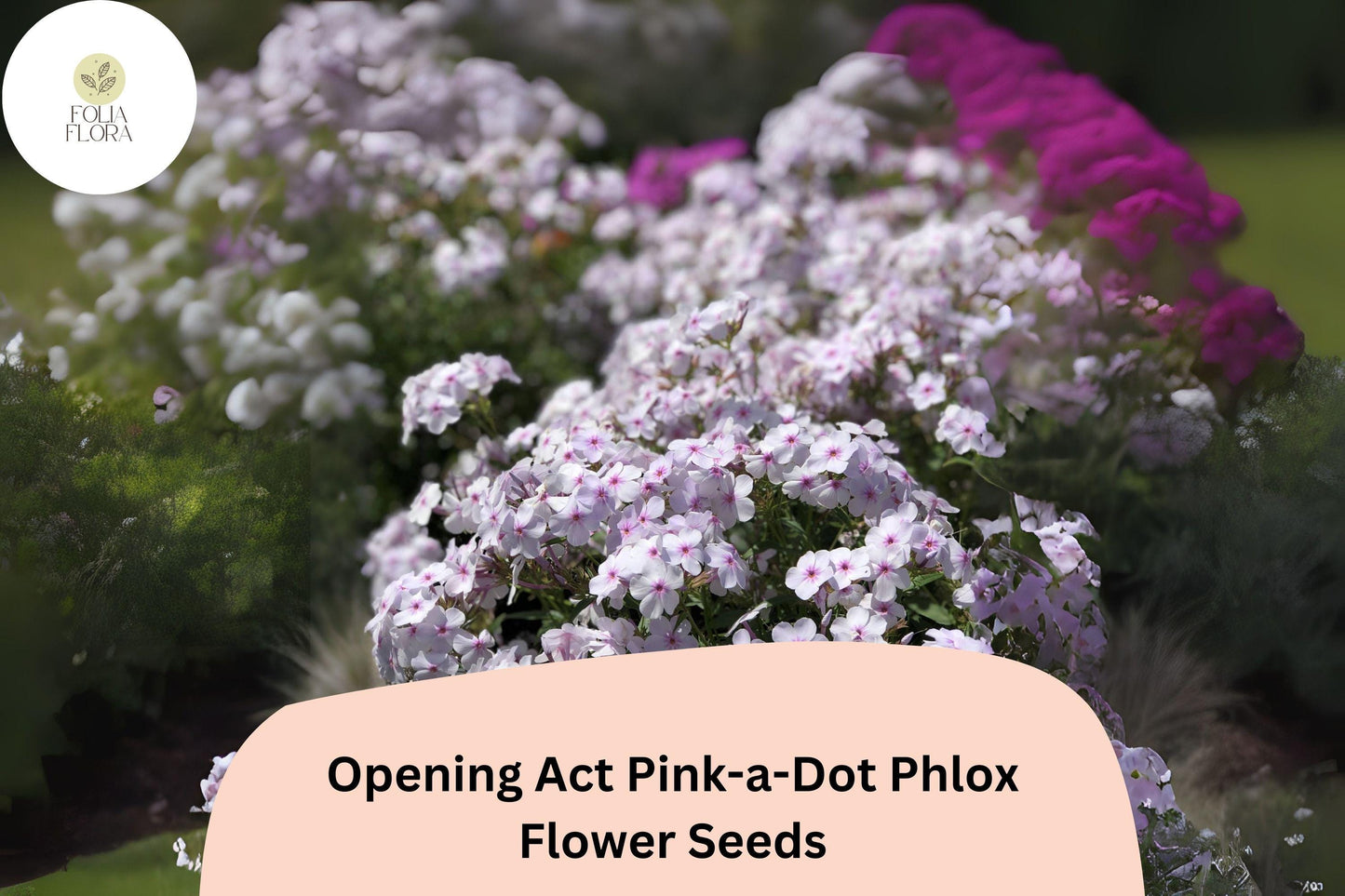 100+ Opening Act Pink-a-Dot Phlox Seeds – Perennial Garden Flower Seeds, Phlox paniculata