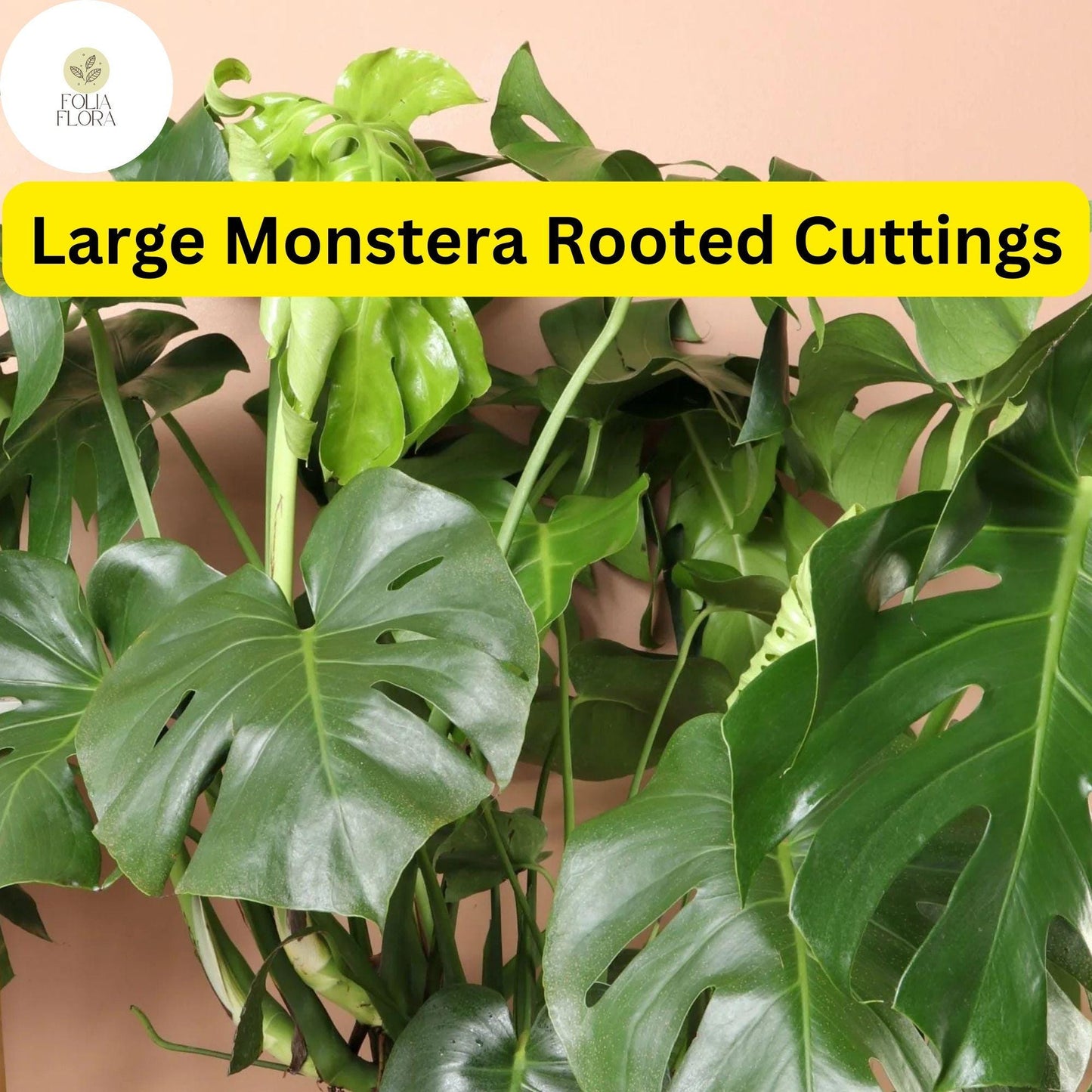 1 Large Monstera Deliciosa Rooted Cutting - Tropical Live Plant