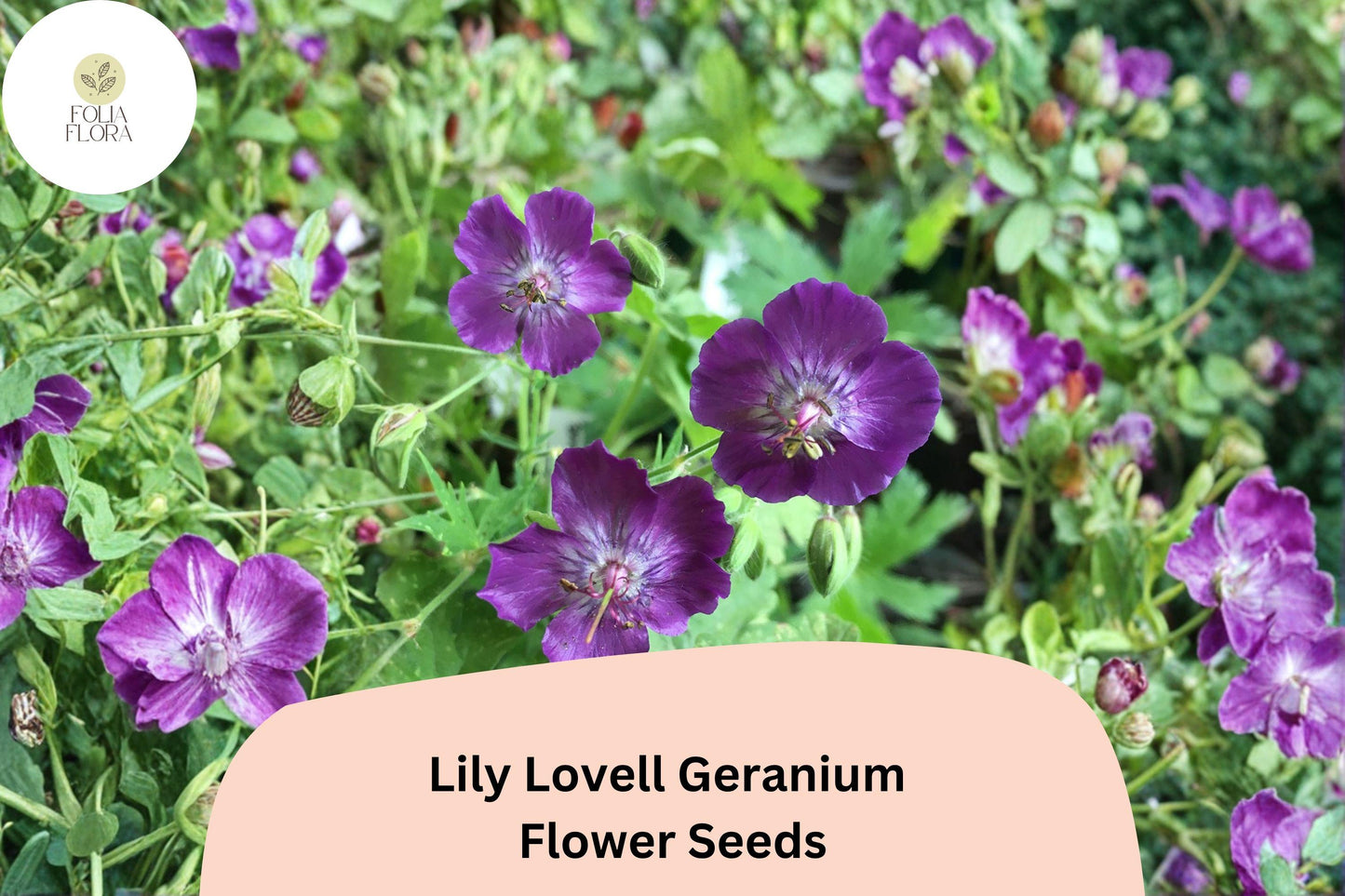 25+ Lily Lovell Geranium Seeds for Garden Planting – Purple Flowers, Hardy Perennial