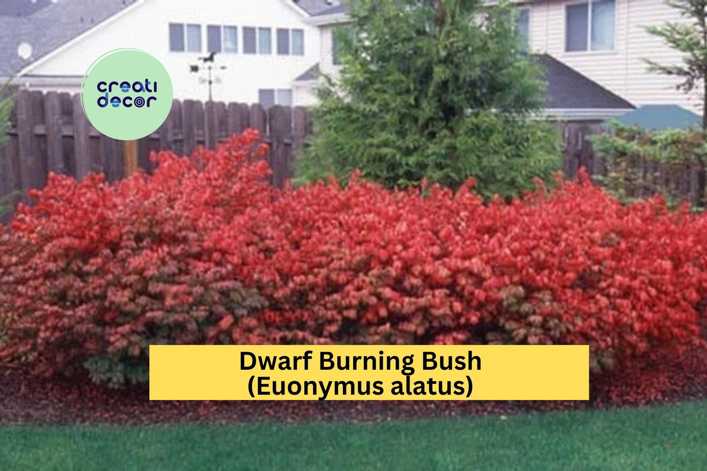 Dwarf Burning Bush | Set of 10 Hardy Euonymus alatus Bare Root Shrubs | Fall Foliage Plants