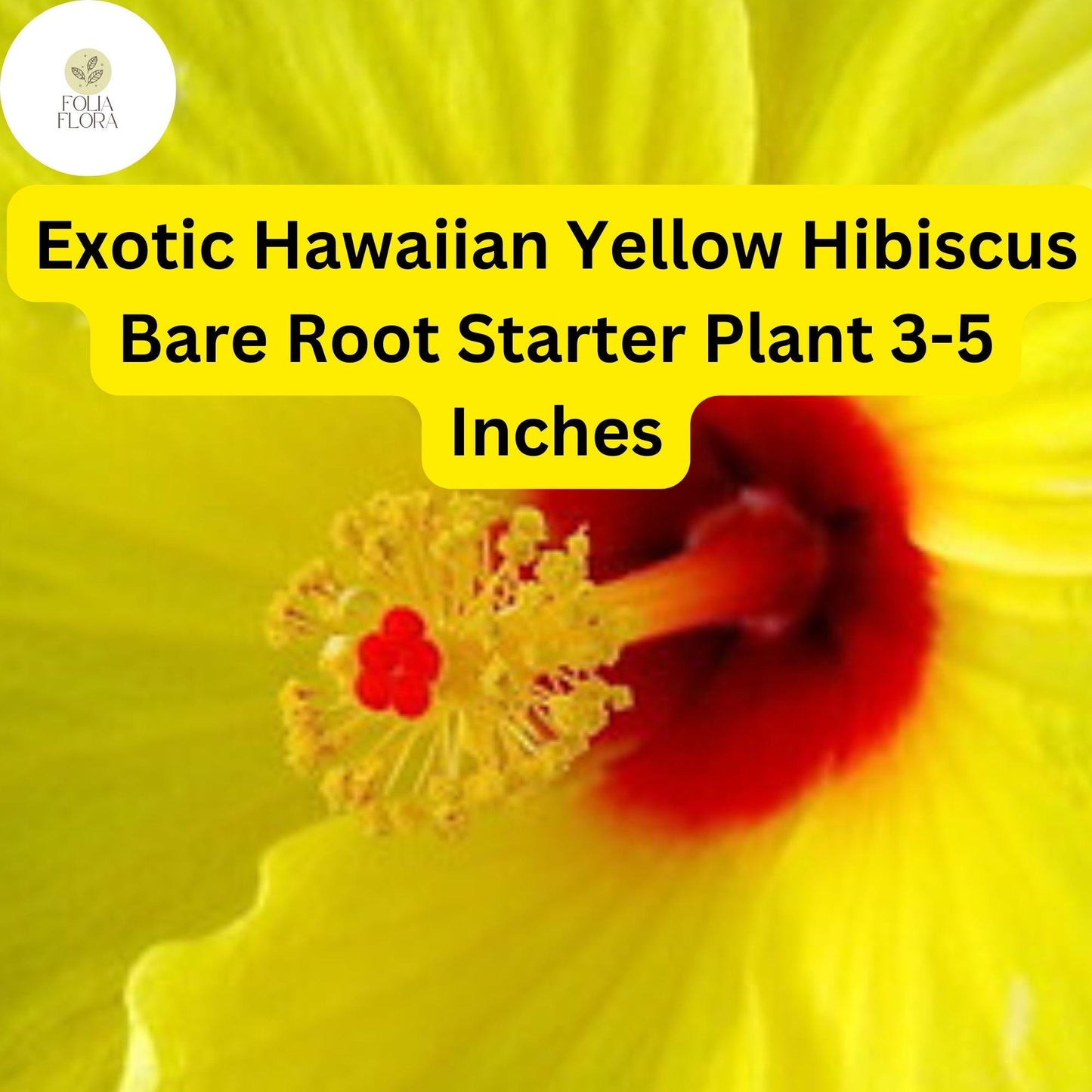1 Hibiscus rosa-sinensis 'Hawaiian Yellow' - Exotic Yellow Hibiscus Bare Root Live Starter Plant 3-5 Inches