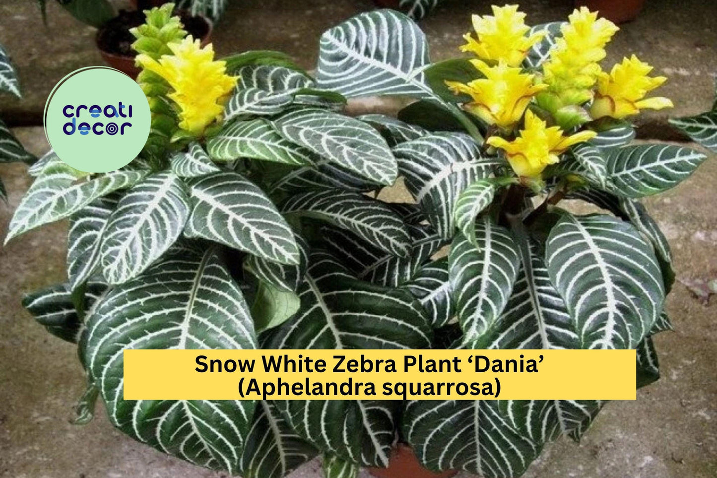 Snow White Zebra Plant ‘Dania’ (Aphelandra squarrosa) – Live Rooted Starter – Striking White-Veined Tropical Houseplant