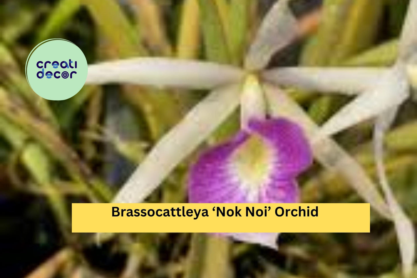 Brassocattleya ‘Nok Noi’ Orchid Plant – 4” Pot Blooming Size – Fragrant White & Pink Hybrid Orchid for Home or Greenhouse