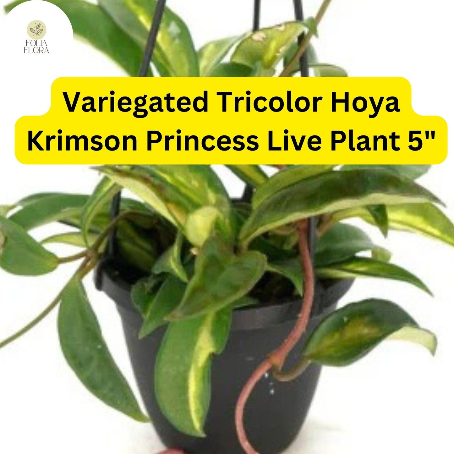 1 Hoya Carnosa ‘Krimson Princess’ – Variegated Tricolor Wax Plant – Live Plant 5" in 4” Pot