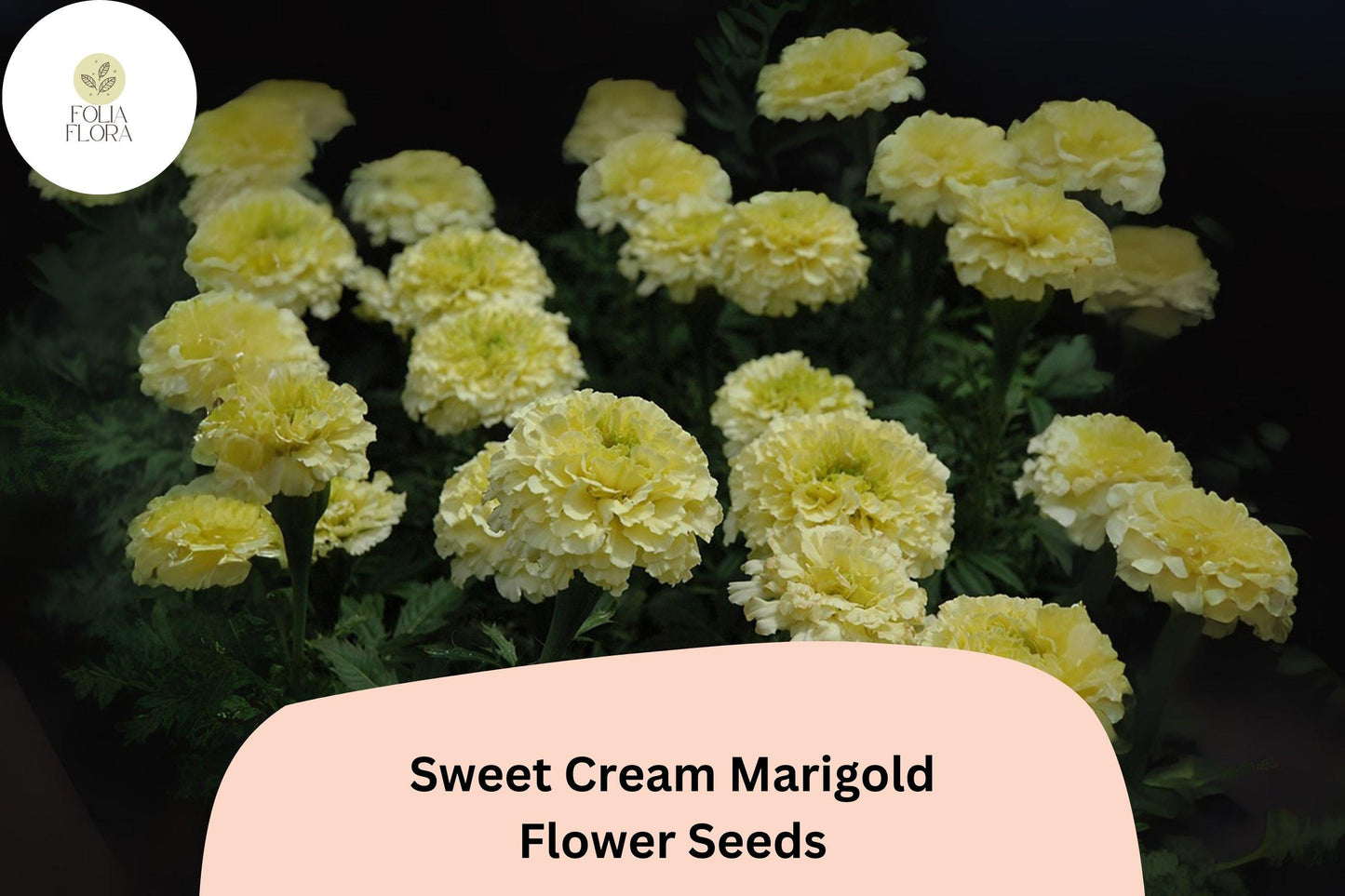 25+ Sweet Cream Marigold Seeds | Tagetes erecta | Creamy White Blooms | Easy Annual Flowers for Beds, Borders & Containers