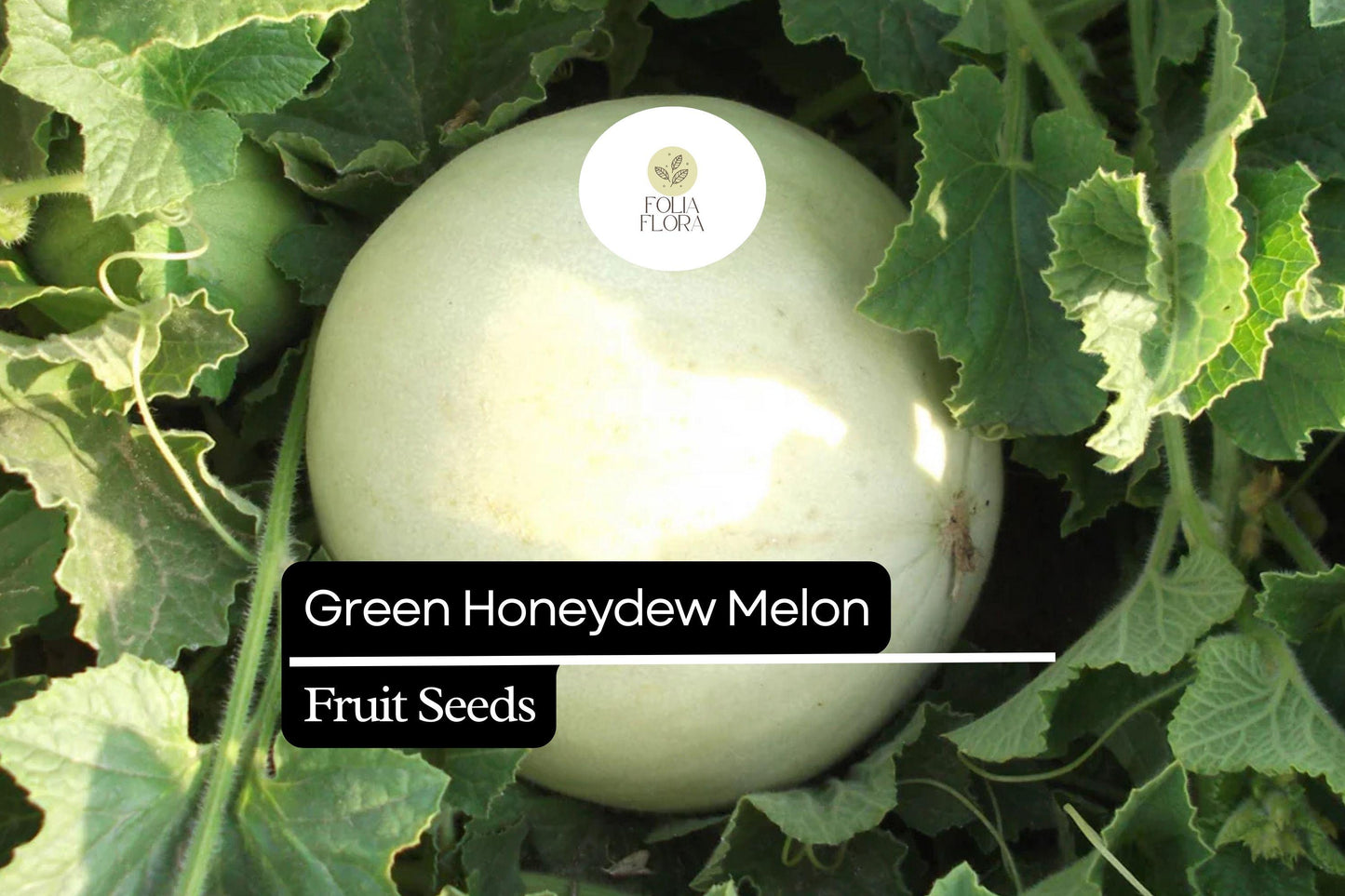 50 Seeds Green Honeydew Melon, Cucumis Melo, Sweet & Juicy Heirloom Variety