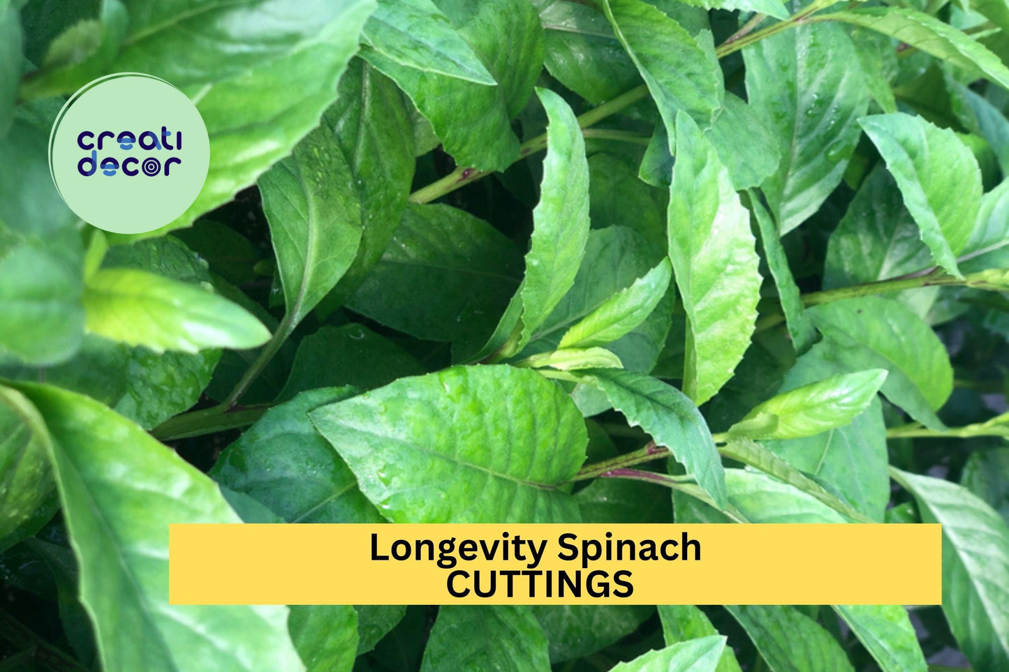 8 Longevity Spinach Cuttings – Gynura procumbens – Fresh 6" Edible Stems for Garden or Pots – Perennial Green – USA