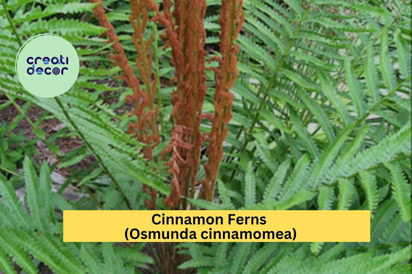 Cinnamon Fern Bare Root 3-Pack – Osmunda cinnamomea – Hardy Shade Perennial for Moist Woodland or Garden Borders