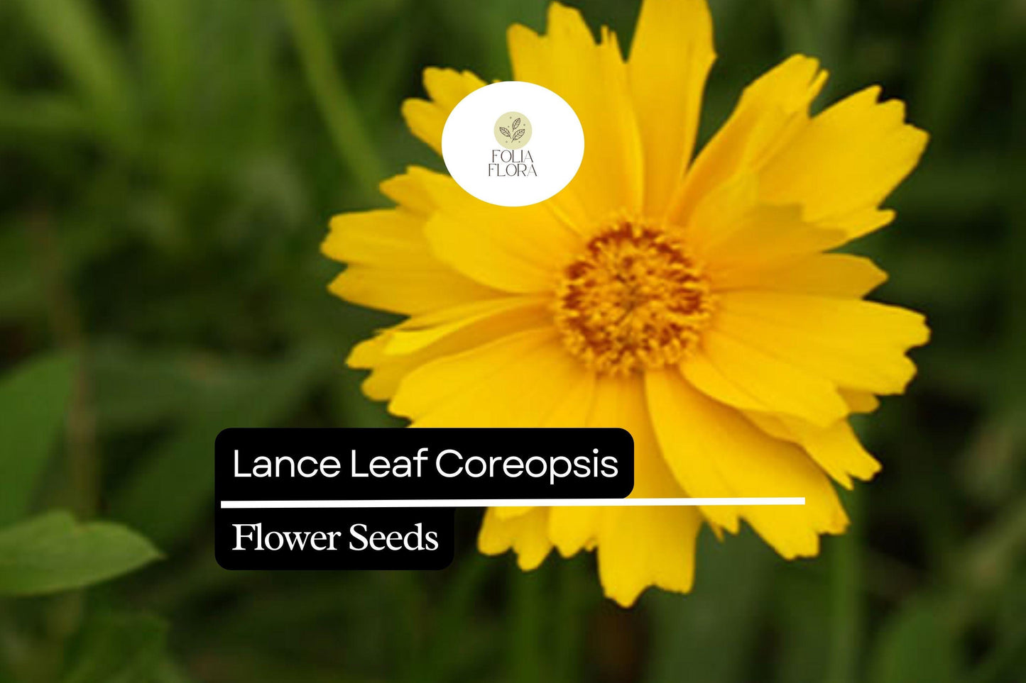 Lance Leaf Coreopsis Seeds (Coreopsis lanceolata) | 25 Seeds | Bright Yellow Perennial Wildflower for Pollinators