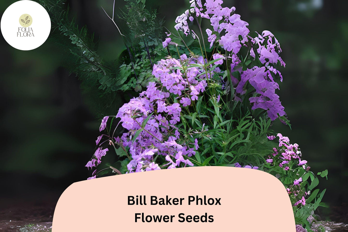 100+ Bill Baker Phlox Seeds for Garden Planting | Phlox paniculata | Perennial Flower Seeds | Soft Pink-Lavender Blooms