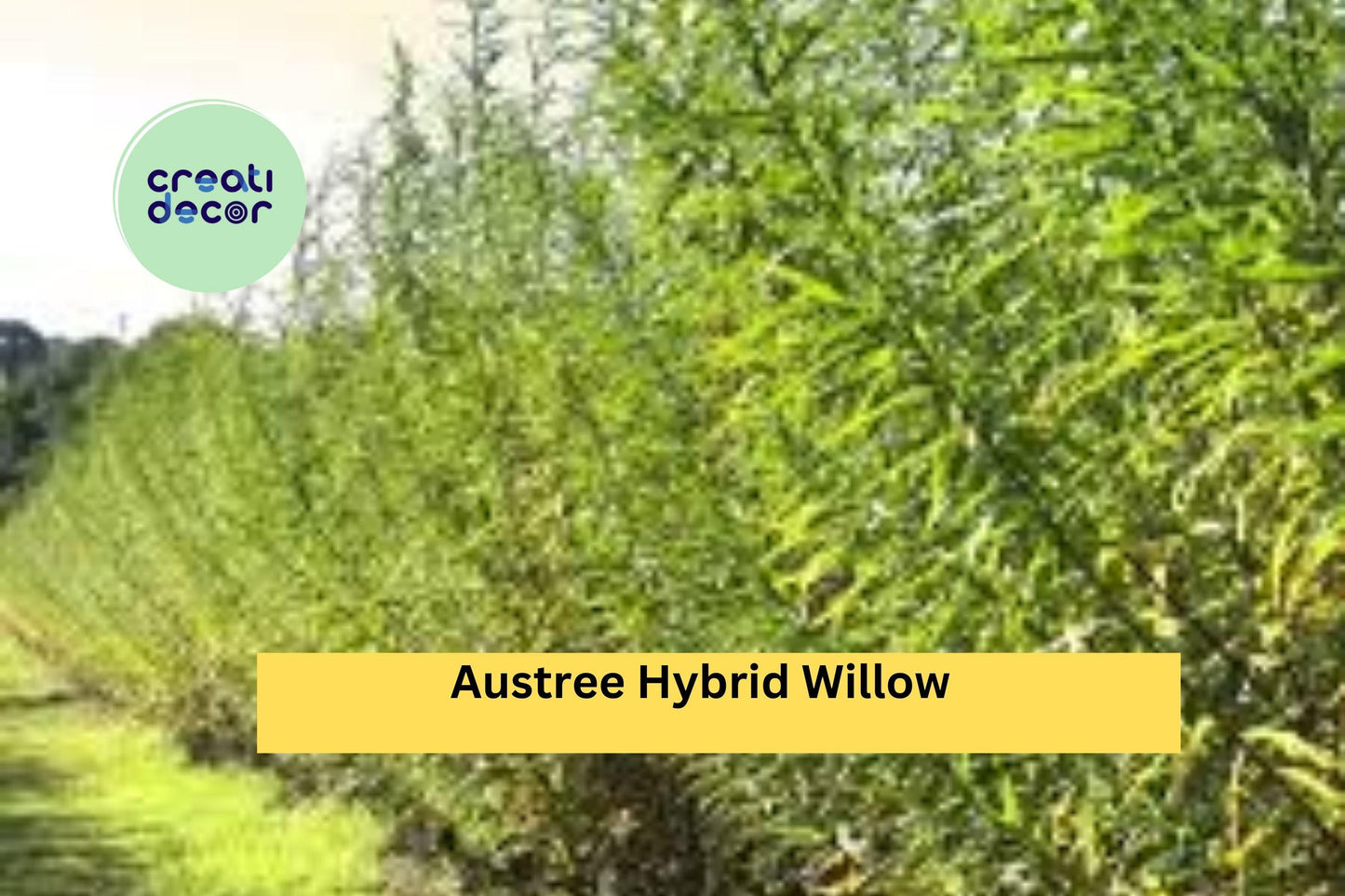 50 Austree Hybrid Willow Cuttings | Fast Growing Live Starter Trees | Propagation Stems for Privacy Hedges, Windbreaks & Landscaping