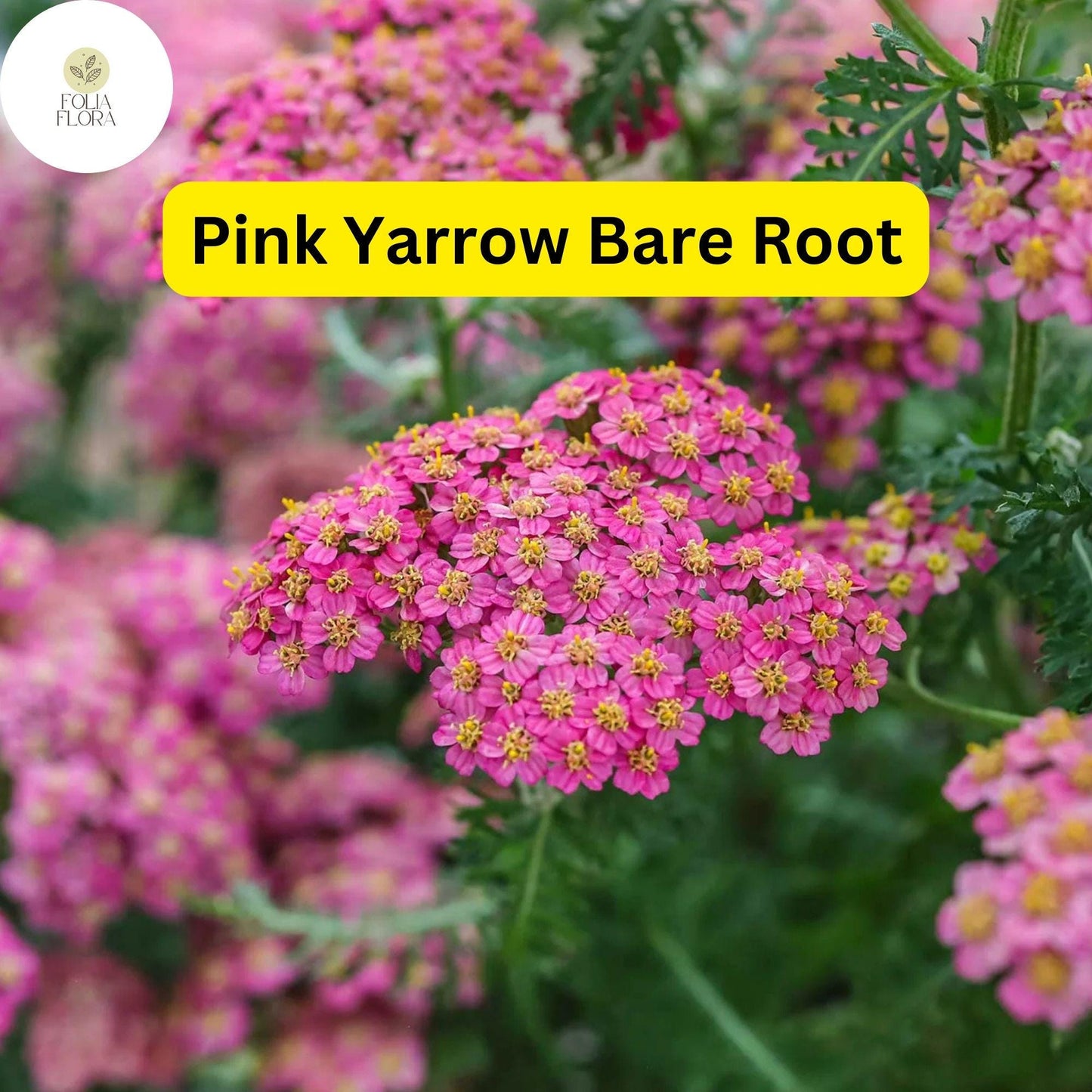 1 Pretty Pink Yarrow (Achillea Millefolium) Perennial Bare Root Live Garden Plant