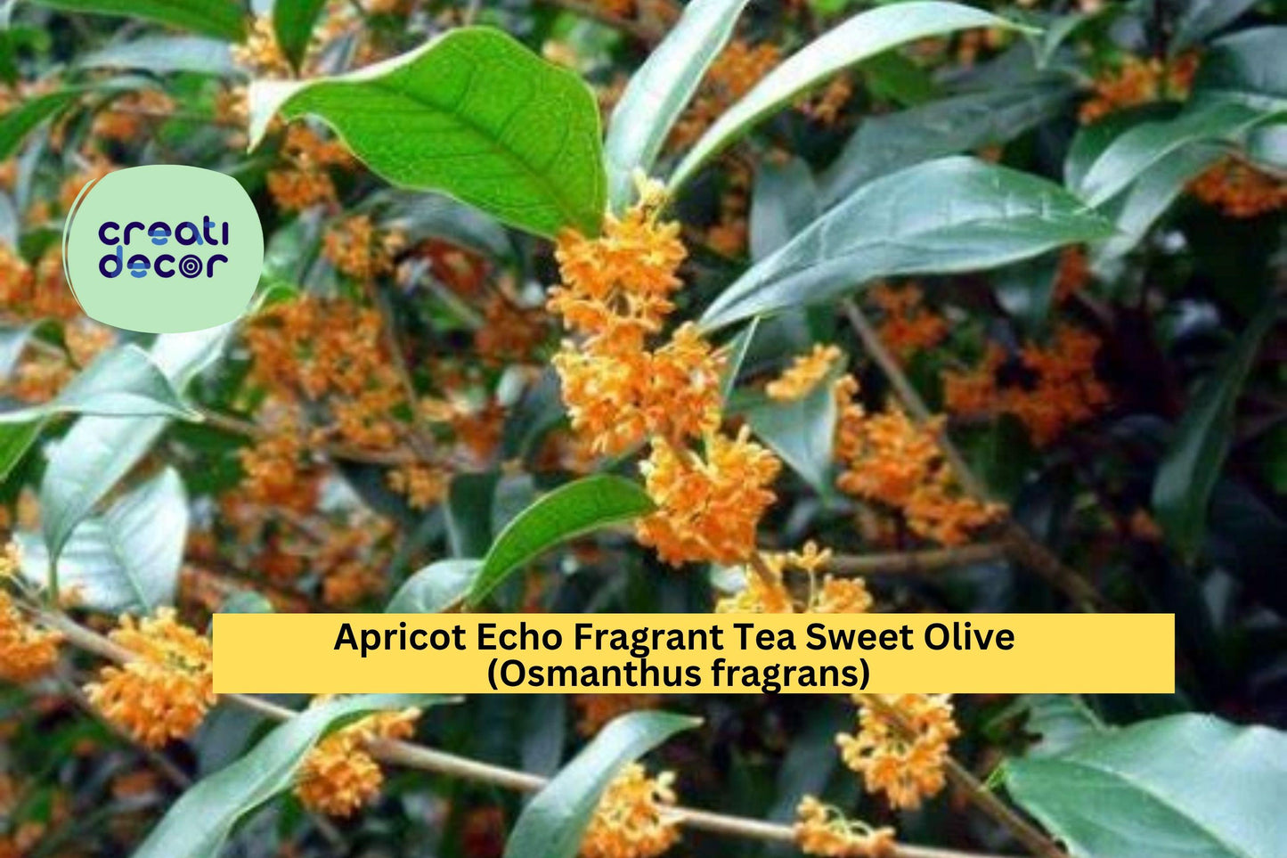Apricot Echo Osmanthus Fragrans – Fragrant Tea Olive Live Starter Plant – Sweet-Scented Evergreen Shrub for Garden or Patio