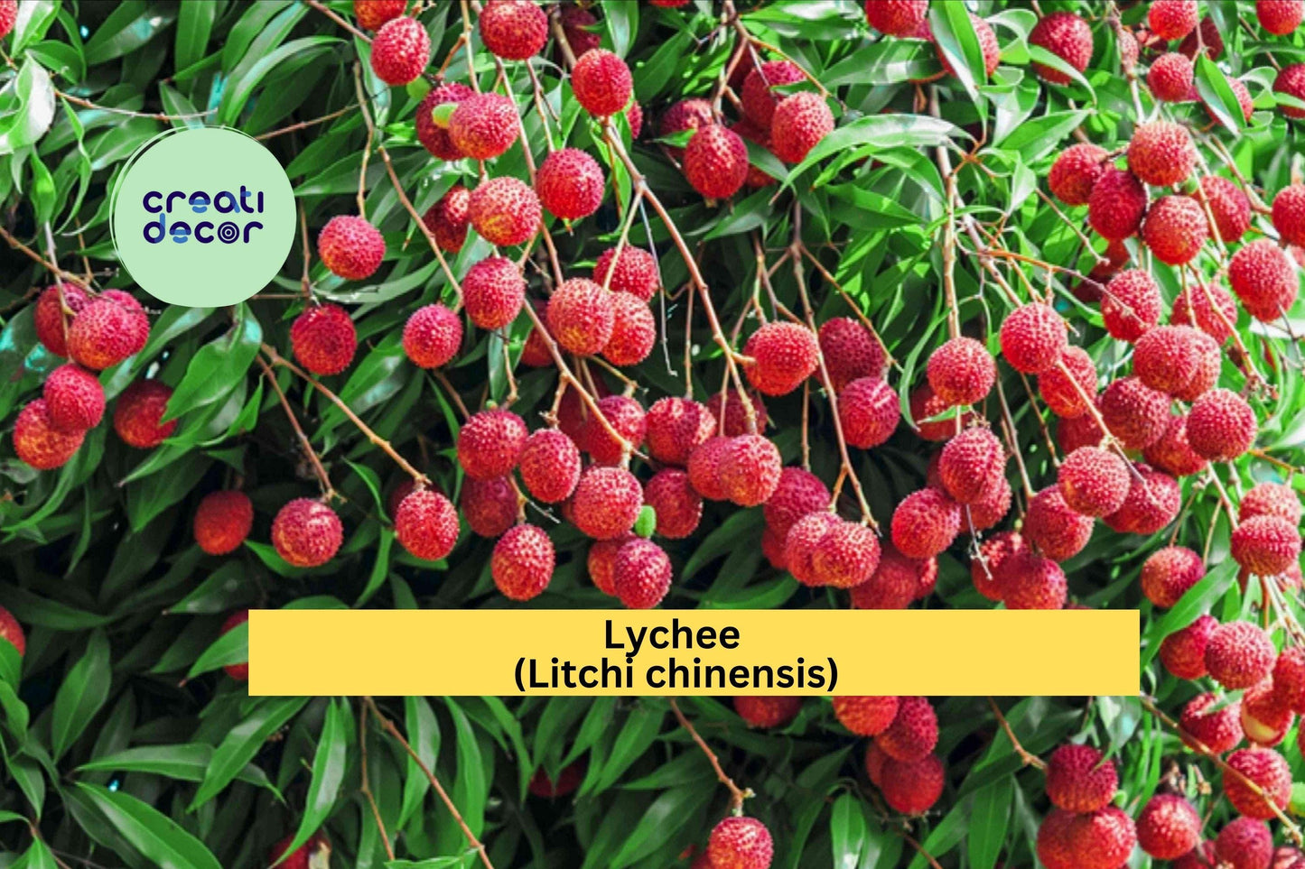 Emperor Lychee Live Plant | Litchi chinensis Starter Tree | Tropical Fruit Plant for Outdoor Growing or Container Gardening