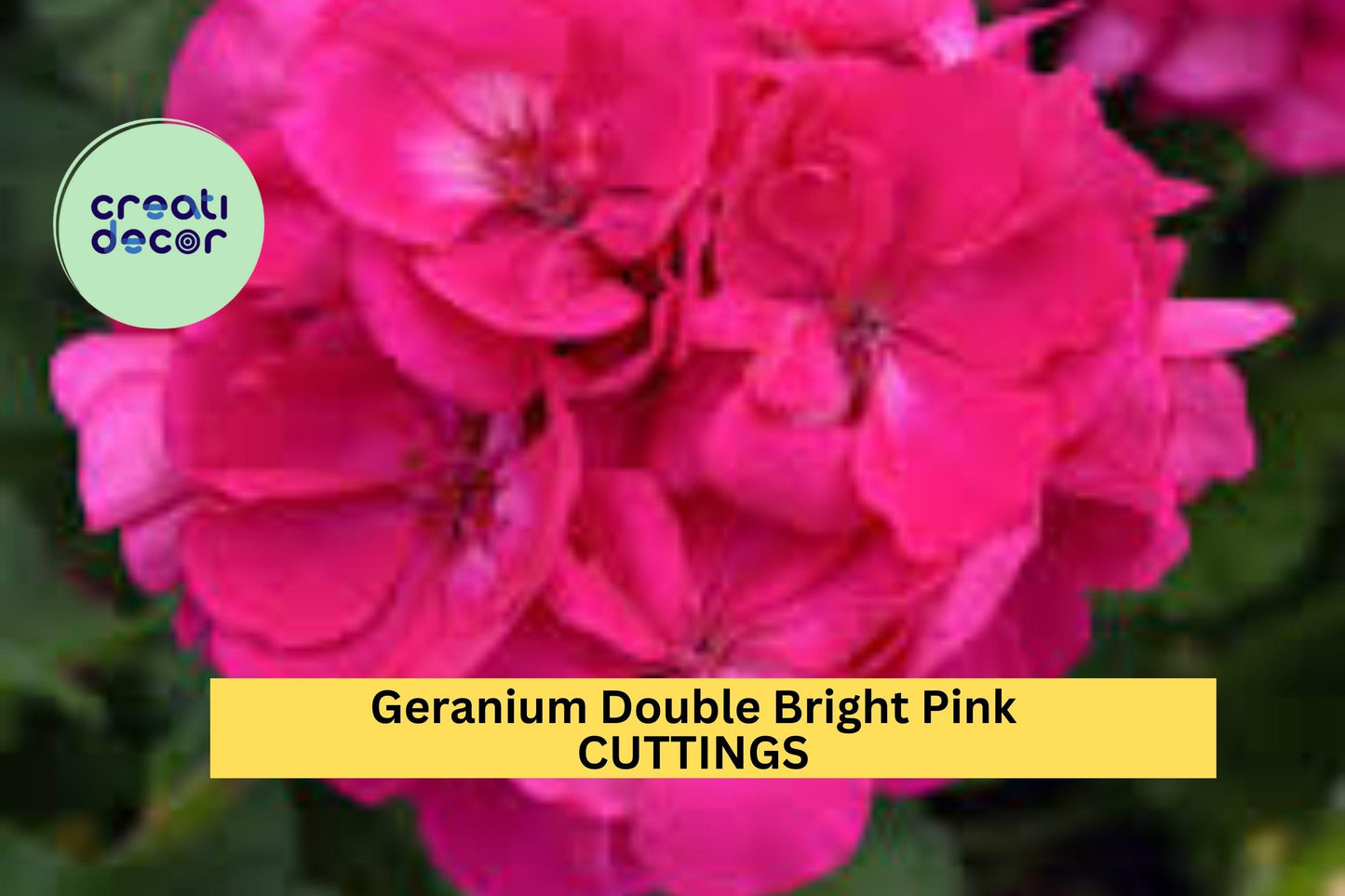4 Double Bright Pink Geranium Cuttings – 5” Pelargonium Stems for Rooting | Vibrant Flowering Starts for Pots, Borders, or Hanging Baskets