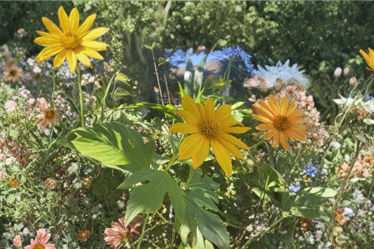 Mexican Sunflower 5 Cuttings 8 Inch (Tithonia diversifolia) Tropical Plant