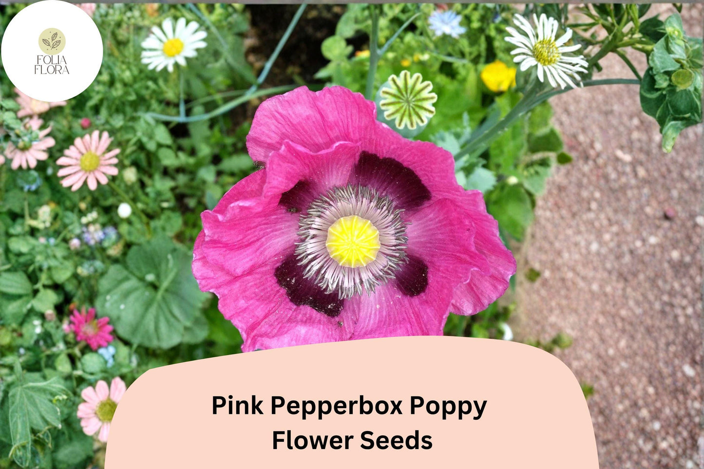 200+ Pink Pepperbox Poppy Seeds for Garden Planting – Unique Pink Blooms, Easy to Grow Wildflower Perennial